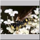 Cerceris arenaria - Sandknotenwespe m01a 12mm Teverener Heide.jpg